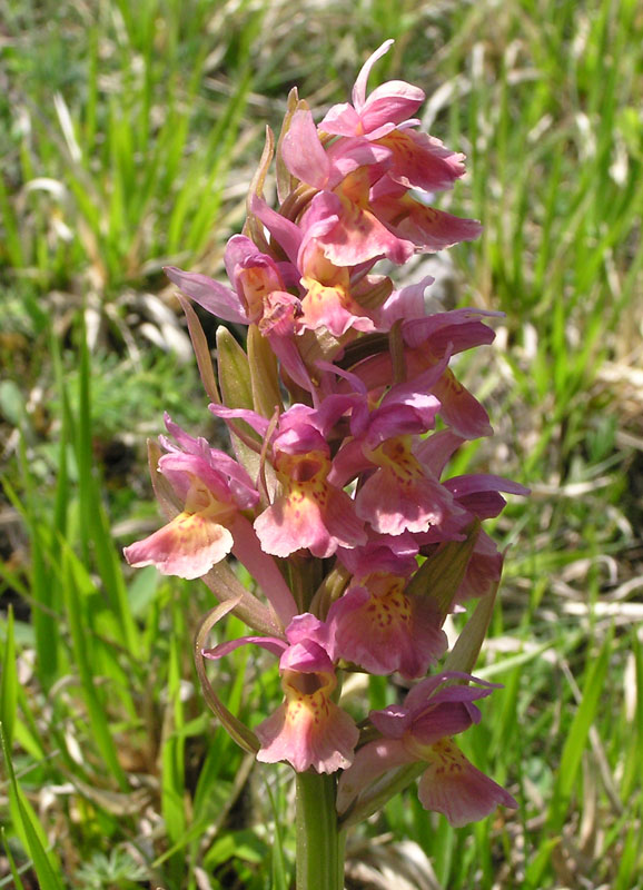 Dactylorhiza sambucina / Orchide sambucina